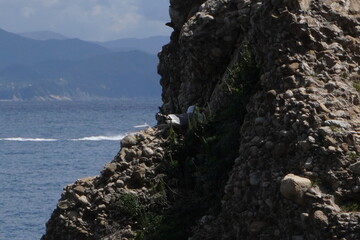 Gabbiano che cova su una scogliera, Portofino

