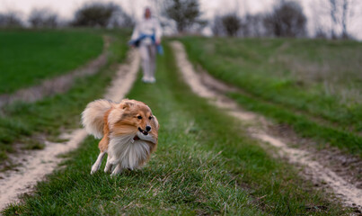 Shetland sheepdog outdoors.