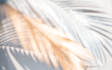 Abstract blur of tropical leaves pattern background.luxury palm leaf design with shadow.nature concepts ideas