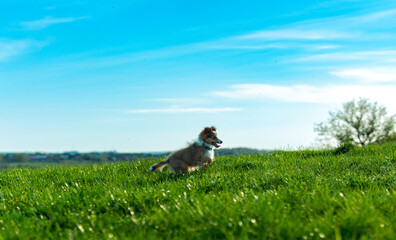 Shetland sheepdog outdoors.