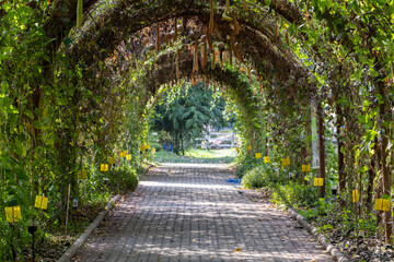 The tranquil atmosphere of the tunnel walkways covered with green vegetables, the agricultural plot...