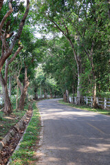 Obraz premium The winding road on both sides is filled with large trees. It gives a refreshing atmosphere when driving through this route.