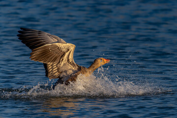 Greylag Goose (Anser anser) in flight. Landing on the water. Gelderland in the Netherlands.                                                                                                         