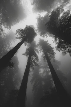 The towering majesty of redwood trees shrouded in thick fog, their trunks disappearing into the mist. 