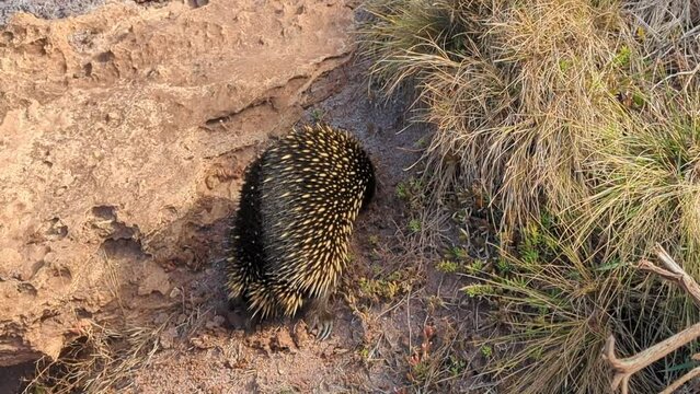 Wild Echidna in victoria austalia
