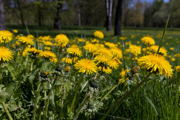 spring dandelion flowers during flowering