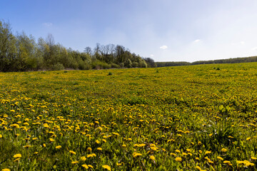 Obraz premium blooming yellow dandelions in the green grass