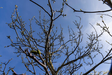 long earrings of walnut flowers during flowering