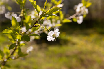 white flowers on cherry trees in the orchard
