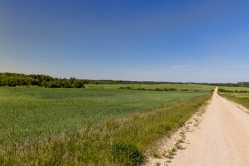 a road in a field with agricultural plants in summer