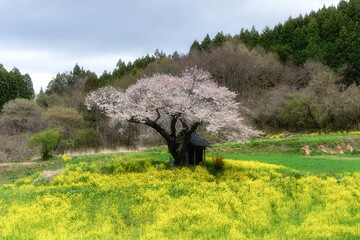 福島県　菜の花と小沢の桜