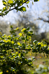 white flowers on cherry trees in the orchard