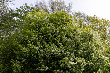 a huge cherry bush blooming in spring, white inflorescences