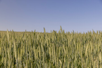a field with green unripe cereals in summer