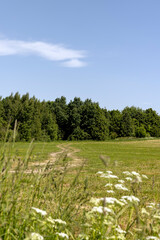 Obraz premium country road in the summer season