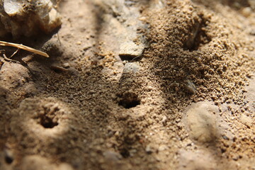 anthill, ant on the sand