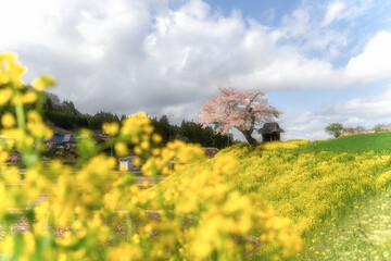 福島県　菜の花と小沢の桜