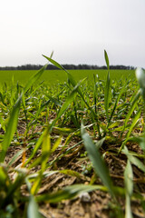green wheat grass in windy weather