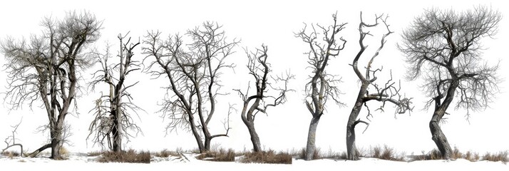 Old Trees. Eerie Collection of Overgrown Dead Trees Isolated on White Background