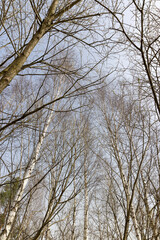 leafless birches after winter against a blue sky background