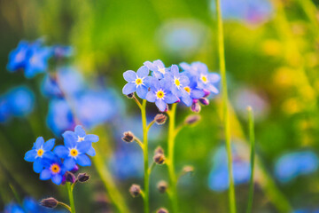 Vergissmeinnicht - Blume - Ecology - Frühling - Springtime- Spring - Background - Concept - Blooming - Flower - Bloom - Green - Wonderful - High quality photo	 - obrazy, fototapety, plakaty