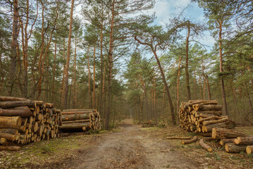 stosy drewna w lesie - obrazy, fototapety, plakaty