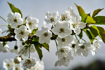 Blooming white flowers of a fruit bush in spring