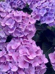 Hortensia violeta II 