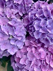 Hortensia violeta 