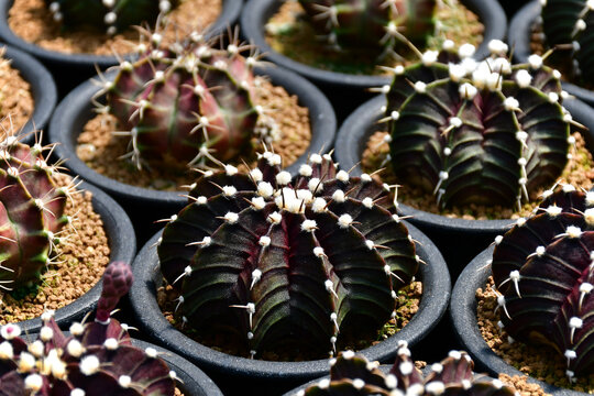 Dark skin Gymnocalycium hybrid variegated in outdoor cactus farm.