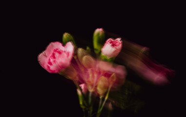 Dianthus caryophyllus, carnation or clove pink on black background in motion 