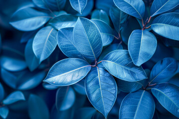 A close up of a leafy plant with blue leaves