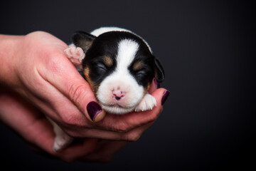 newborn puppy with eyes closed