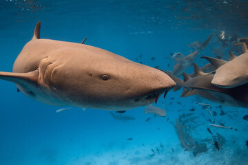 Nurse shark underwater in tropical blue sea. Close up view of shark