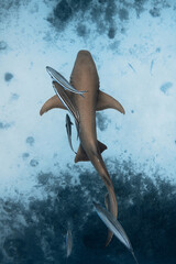 Nurse shark swimming underwater in ocean. Top down view