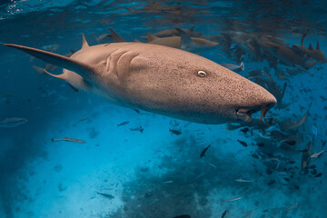 Swims with Nurse shark underwater in tropical ocean.