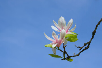 Fototapeta na wymiar pale pink magnolia blossom on the blue sky background close-up