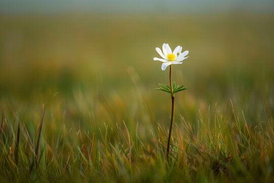 A single wildflower standing tall amidst a vast field of grass or wildflowers. 