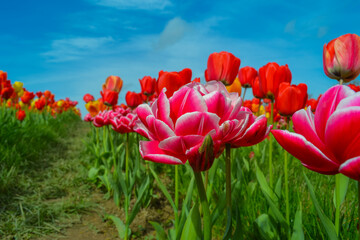 Pink tulips on the farm
