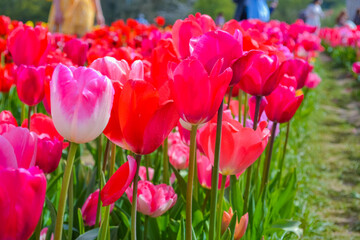 Red tulips on the farm