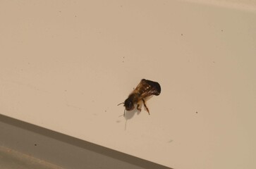 Gehörnte Mauerbiene beim bauen einer Nisthöhle in Kunstoff Fensterrahmen 