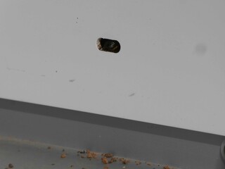 Gehörnte Mauerbiene beimBauen einer Nisthöhle in Kunstofffensterrahmen