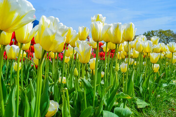 Delicate white tulips on a tulip field