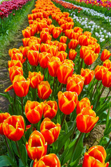 Delicate but bright orange tulips on a tulip field