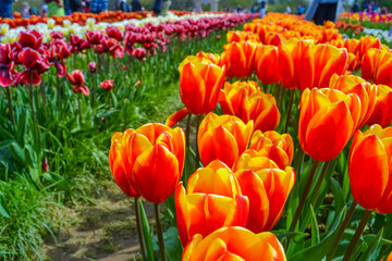 Fototapeta premium Delicate but bright orange tulips on a tulip field
