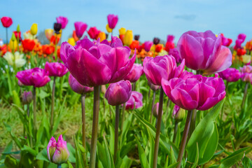Pink tulips on the farm