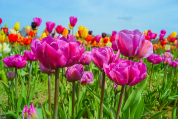 Pink tulips on the farm