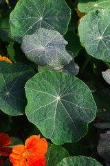 Nasturtium leaves with dew close up in morning sunlight, lush nasturtium  flowers leaves in summer or autumn time, floral background with water drops 