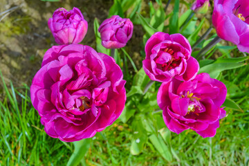 Pink tulips on the farm
