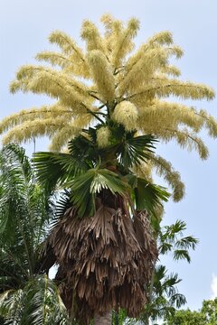 A flowering talipot palm tree or Corypha umbraculifera in the Royal Botanic Garden in Trinidad and Tobago. This palm produce flowers and fruits once in its 30-80 years life span, after which it dies.